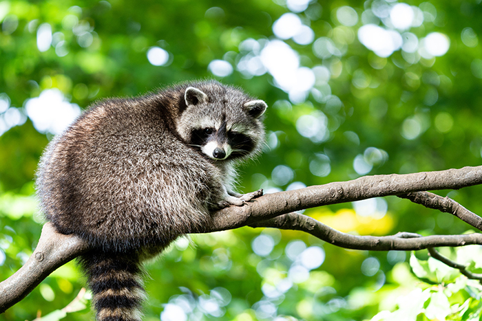 Wildlife Animal - Raccoons, Squirrels, & Opossums Removal in Flushing, NY